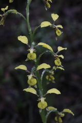 Diuris abbreviata