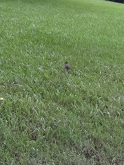 Acridotheres javanicus