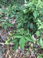 Syngonium