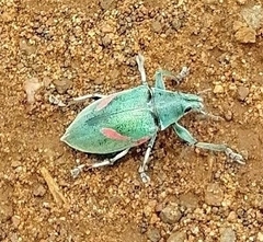 Polyclaeis equestris