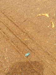 Polyclaeis equestris