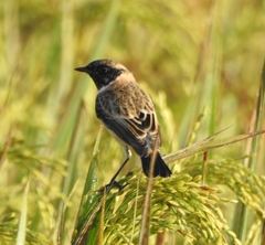 Saxicola maurus