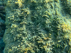 Dasycladus vermicularis