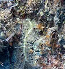 Egeria densa