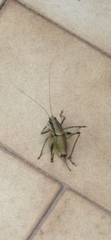 Eupholidoptera schmidti