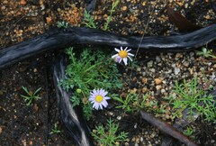 Brachyscome stuartii