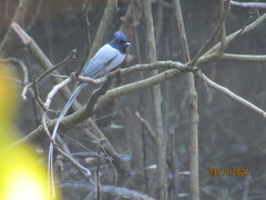 Terpsiphone paradisi