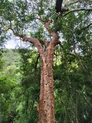 Commiphora harveyi