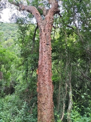 Commiphora harveyi