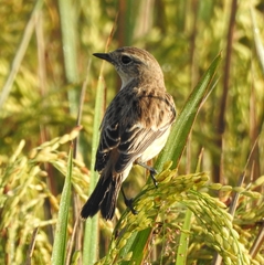 Saxicola maurus