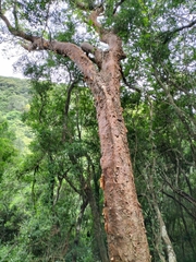 Commiphora harveyi