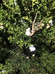 Zaprochilus australis