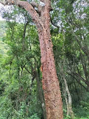 Commiphora harveyi