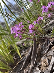 Tetratheca bauerifolia