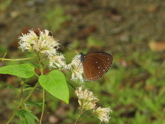 Euploea tulliolus