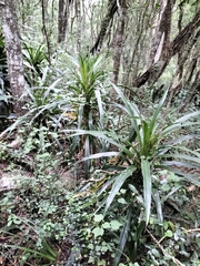 Dracaena aletriformis