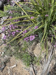 Tetratheca bauerifolia