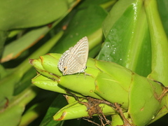 Jamides alecto dromicus