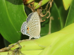 Jamides alecto dromicus