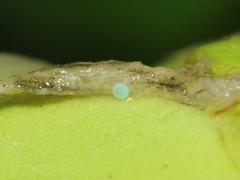 Jamides alecto dromicus