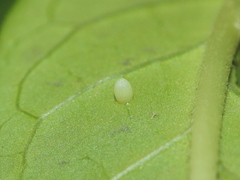 Danaus chrysippus