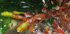 Rhodophyta