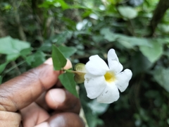 Thunbergia