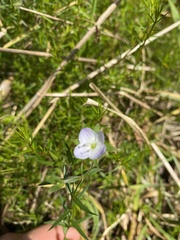 Veronica gracilis