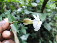 Thunbergia