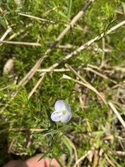 Veronica gracilis