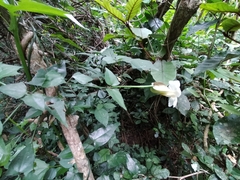 Thunbergia
