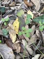 Veronica hederifolia-sublobata-triloba