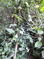 Thunbergia