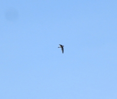 Aerodramus unicolor
