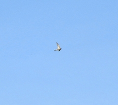 Aerodramus unicolor