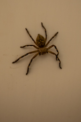 Neosparassus calligaster