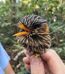 Malacoptila semicincta