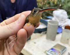 Phaethornis philippii
