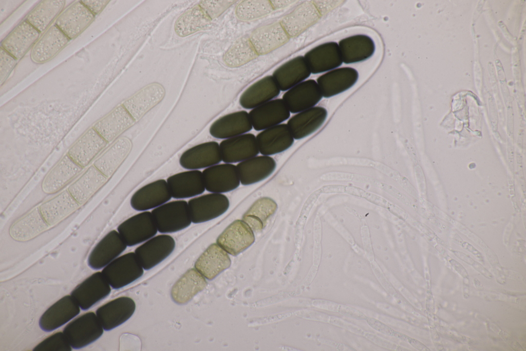Sporormiella teretispora