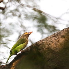 Psilopogon zeylanicus