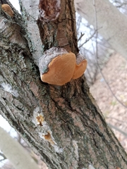Phellinus pomaceus