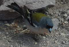 Fringilla coelebs africana