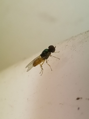 Microchrysa