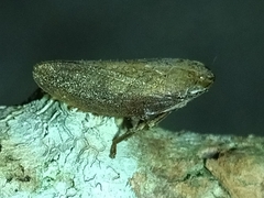 Cicadellidae