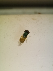 Microchrysa