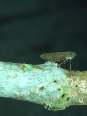Cicadellidae