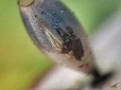 Asceles