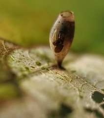 Asceles