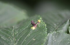 Tetraneura