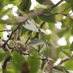 Phylloscopus trochiloides